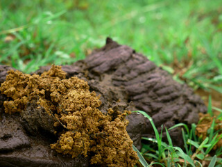 Cow dunk lying on grass field closeup view, Mammals shit commercial nature image.