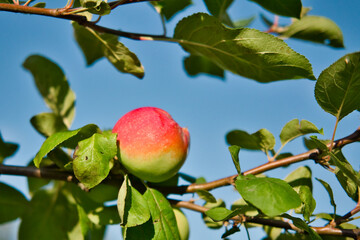 Single red apple hangs on tree branch against blue sky