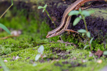 skink lizard