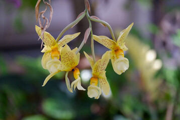 yellow orchid flower
