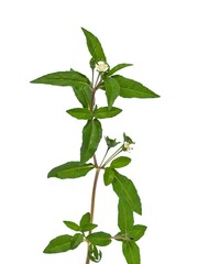 Eclipta Alba, Eclipta Prostrata or Bhringraj, also known as False Daisy isolated on white background, herbal medicinal plant effective in Ayurvedic medicine.