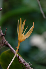 yellow orchid flower