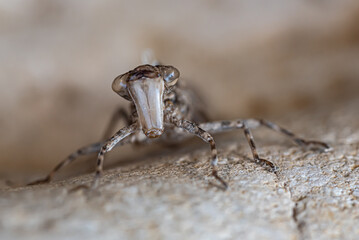 Weird insect with big eyes looking at the camera