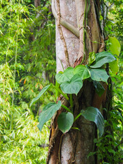 Green epipremnum climbing on the tree of nature