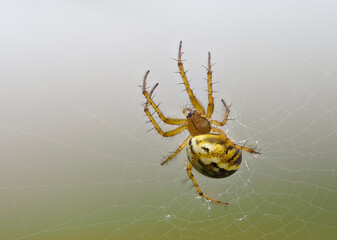 Kreuzspinne im Netz
