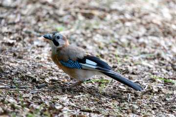 Jay, passerine bird. Jay, eat acorns in the undergrowth. Passerine bird belonging to the Corvid family.