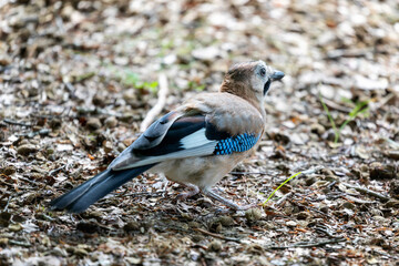 Jay, passerine bird. Jay, eat acorns in the undergrowth. Passerine bird belonging to the Corvid family.