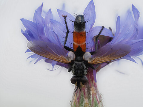 Raupenfliege (Fam. Tachinidae), evtl. Cylindromyi