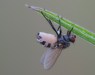 Fliege befallen vom Fliegentöter Pilz (Entomophthora muscae)