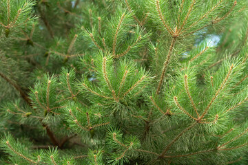 spruce branches green background new year