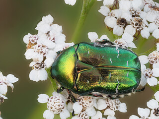 Goldglänzender Rosenkäfer, auch Gemeiner Rosenkäfer (Cetonia aurata)
