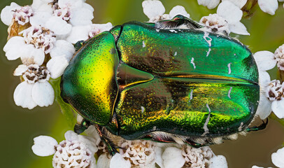 Goldglänzender Rosenkäfer, auch Gemeiner Rosenkäfer (Cetonia aurata)