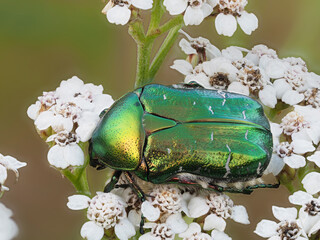 Goldglänzender Rosenkäfer, auch Gemeiner Rosenkäfer (Cetonia aurata)