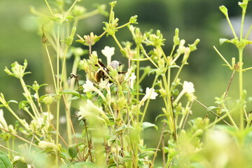 grass and flowers