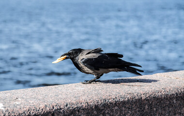 a crow is sitting on the parapet of the embankment with a piece of cheese in its beak