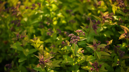 panoramic colorful nature background. spirea bush close-up in a summer garden in the setting sun. bright green and light green foliage of a flowering plant