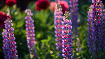 colorful panoramic floral background. lupine flowers in blurred emerald greenery with copy space. summer mood