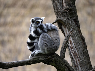 Ring-tailed Lemur, Lemur Catta, sitting on a branch, the tail has draped over the back