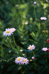 delicate flowers of pink daisies on a blurred background of emerald color. selective focus, summer mood