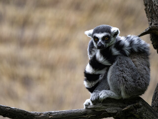 Ring-tailed Lemur, Lemur Catta, sitting on a branch, the tail has draped over the back
