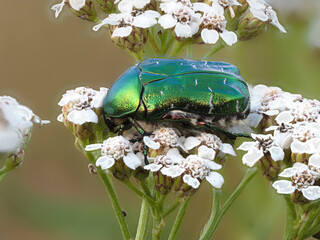 Goldglänzender Rosenkäfer, auch Gemeiner Rosenkäfer (Cetonia aurata)