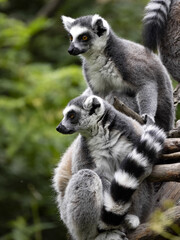 The Ring-Tailed Lemur family, Lemur Catta, with the chicks guide in branches.