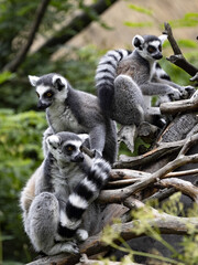 Fototapeta premium The Ring-Tailed Lemur family, Lemur Catta, with the chicks guide in branches.