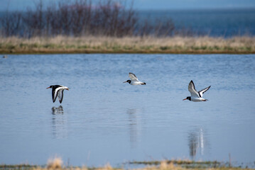 Oystercatchers