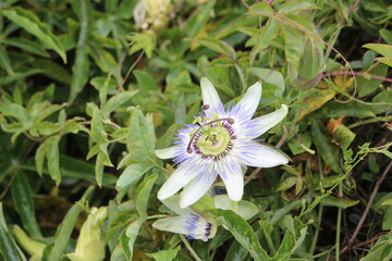 Obraz premium Fleur de passiflore en gros plan