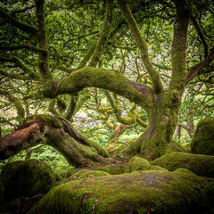 Fototapeta premium Fey Portal at Wistman's Wood