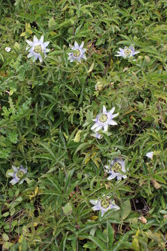 passiflore en fleur au sol