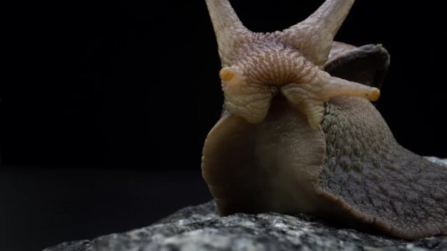 snail macro, clos up, backgraund