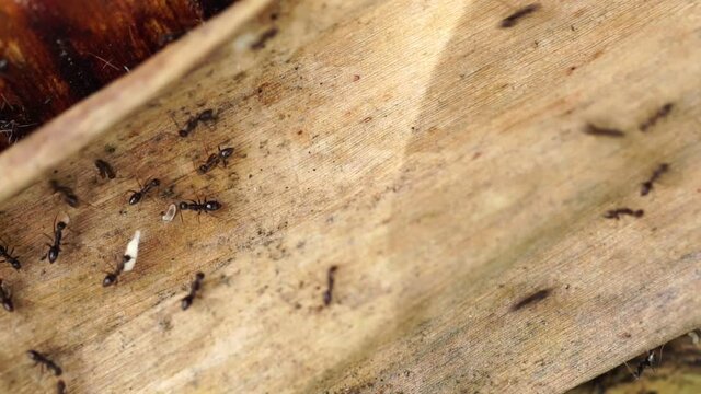 Black ants walk, do their jobs, carry eggs, carry food, on illuminated leaves.