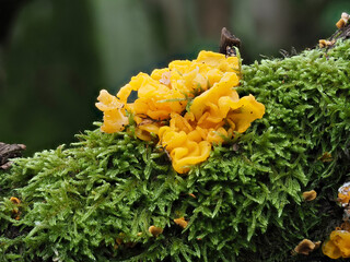 Goldgelber Zitterling (Tremella mesenterica)