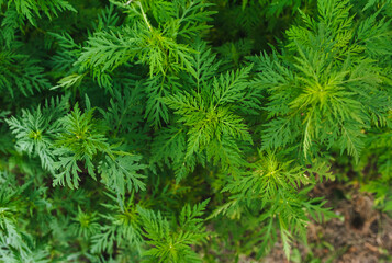 Background, texture of green blooming ragweed, a summer plant in the garden. Allergic growth.