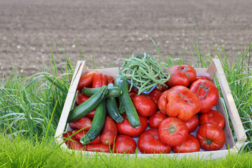 Plateau de légumes dans le champ, tomates, haricots vert, courgettes