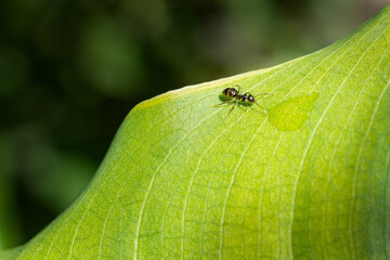 An ant walking on the green leaf