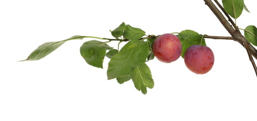 Wild red plums on twig with leaves, isolated on white background, clipping path