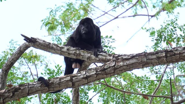 A magnificent specimen of a Mantled Howler monkey (Alouatta palliata or golden-mantled howling monkey), resting on a branch. Location: Costa Rica, natural reserve.