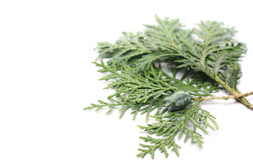 Pine tree leaves, conifer leaf isolated on white background