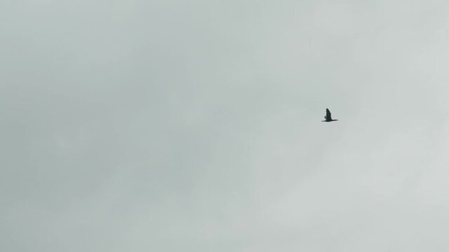 Single bird flying on overcast sky, slow motion