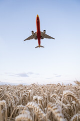 Großes Flugzeug bei der Landung über einem Kornfeld