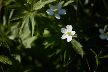 delicate small white flowers on a dark green blurred background. blooming summer garden, garden plants of deep green color