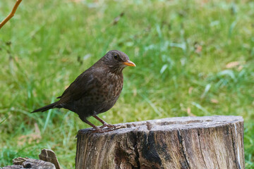 	
Amselweibchen auf einem Ast	
