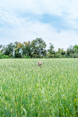 Weimaraner, braco de weimar, playing, jumping and running inside a green field