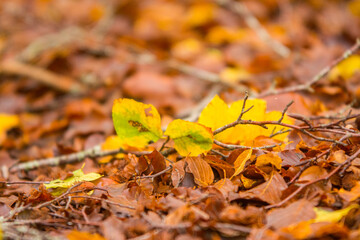 Foliage in Monti Simbruini national park, Lazio, Italy. Autumn colors in a beechwood. Beechs with yellow leaves.