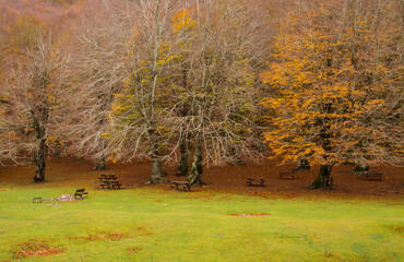 Foliage in Monti Simbruini national park, Lazio, Italy. Autumn colors in a beechwood. Beechs with yellow leaves.