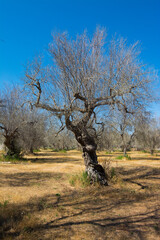Infested olive trees (bacterium Xylella Fastidiosa), Salento, Puglia, Italy