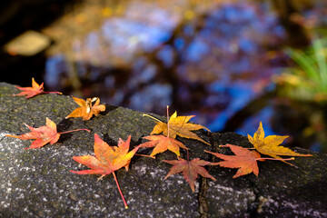Autumn maple leaf on concrete road on puddle background,orange or  yellow maple leaf fall down in fall season.