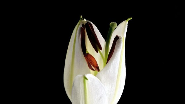 Lily Flower Bloom Time lapse White 03